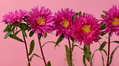 Güzel asterların yakın çekim videosu