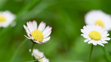 Çayırda büyüyen papatya çiçeklerinin videosu