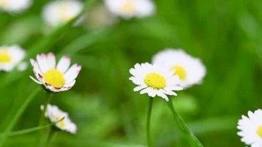 Çayırda büyüyen papatya çiçeklerinin videosu