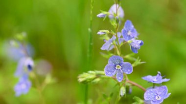 Veronica 'nın bir çayırda büyüyen mavi çiçeklerinin videosu