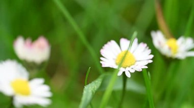Çayırda büyüyen papatya çiçeklerinin videosu