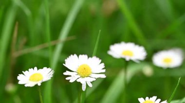 Çayırda büyüyen papatya çiçeklerinin videosu