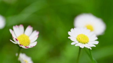 Çayırda büyüyen papatya çiçeklerinin videosu