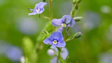 Veronica 'nın bir çayırda büyüyen mavi çiçeklerinin videosu