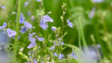Veronica 'nın bir çayırda büyüyen mavi çiçeklerinin videosu