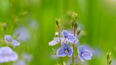 Veronica 'nın bir çayırda büyüyen mavi çiçeklerinin videosu