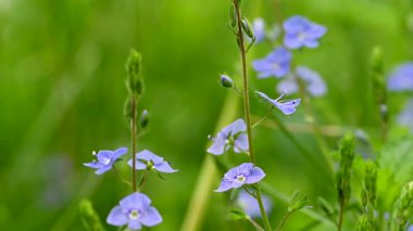 Veronica 'nın bir çayırda büyüyen mavi çiçeklerinin videosu