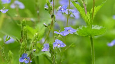 Veronica 'nın bir çayırda büyüyen mavi çiçeklerinin videosu