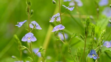 Veronica 'nın bir çayırda büyüyen mavi çiçeklerinin videosu
