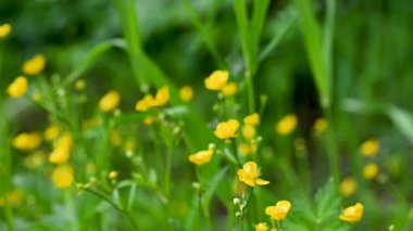 Çayırda yetişen yabani düğün çiçekleri videosu