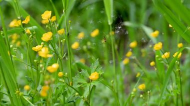 Çayırda yetişen yabani düğün çiçekleri videosu