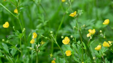 Çayırda yetişen yabani düğün çiçekleri videosu