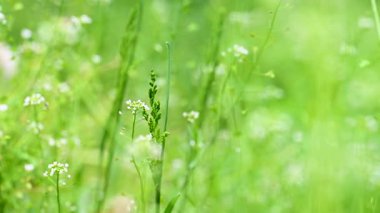 İlkbaharda çimenlerin yakın plan videosu