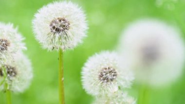 Çayırda yetişen karahindibanın videosu.