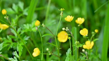 Çayırda yetişen yabani düğün çiçekleri videosu