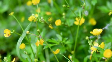 Çayırda yetişen yabani düğün çiçekleri videosu