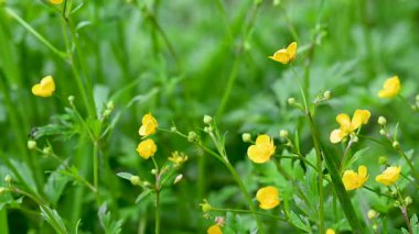 Çayırda yetişen yabani düğün çiçekleri videosu