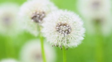 Çayırda yetişen karahindibanın videosu.