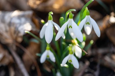 Kışın ormanda kar damlaları açar.