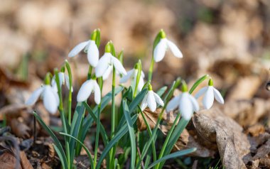 Kışın ormanda kar damlaları açar.