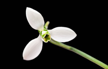 Siyah arkaplanda kardamlası çiçekleri izole