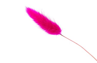 Çimen tavşan kuyruğu beyaz arka planda izole