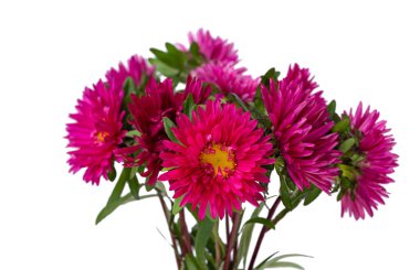 Beyaz arkaplanda kırmızı kasımpatı izole edildi