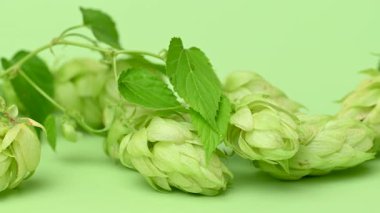 Açık yeşil arka planda bir koninin yakın çekim videosu