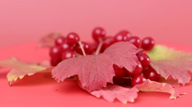 Sonbahar viburum kümelerinin yakın çekim videosu