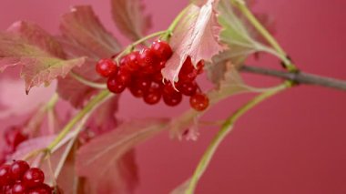 Sonbahar viburum kümelerinin yakın çekim videosu