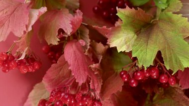 Sonbahar viburum kümelerinin yakın çekim videosu