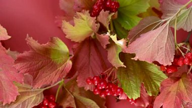 Sonbahar viburum kümelerinin yakın çekim videosu