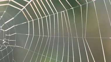 Sonbaharda bir örümcek ağının yakın çekim videosu