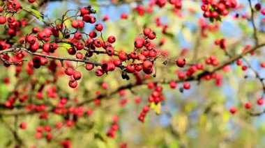 Kırmızı böğürtlenli bir şahin dalının yakın çekim videosu.