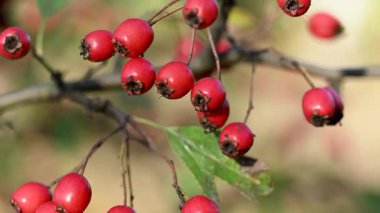 Kırmızı böğürtlenli bir şahin dalının yakın çekim videosu.