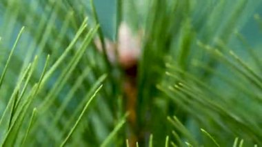 Bir çam dalının yakın çekim videosu.