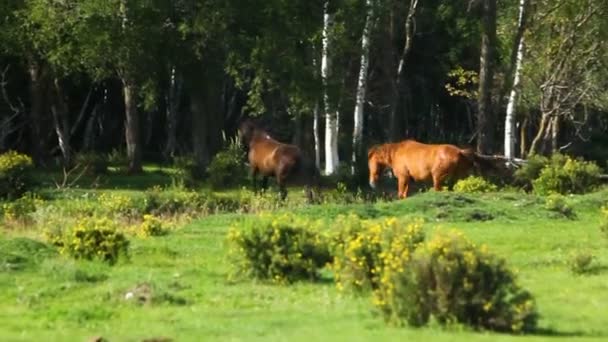 Zwei Pferde Rennen Wald — Stockvideo