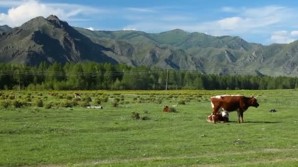 Корови Пасуться Лузі Гірський Пейзаж — стокове відео