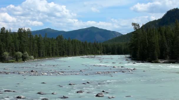 Altai Flussargut Wunderschöne Hochlandlandschaft Russland Sibirien — Stockvideo