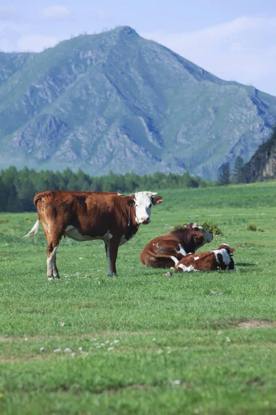 Mucche Pascolano Sulle Montagne Russia Siberia — Foto Stock