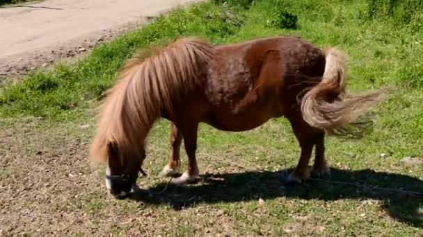 Cavalo Pastado Livre Cena Rural — Vídeo de Stock