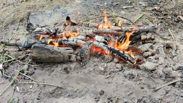 Пожар Лесу Открытый Пейзаж — стоковое видео