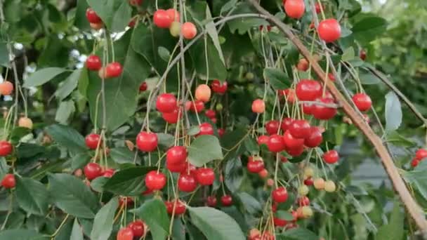 Bacche Ciliegio Albero Giardino — Video Stock