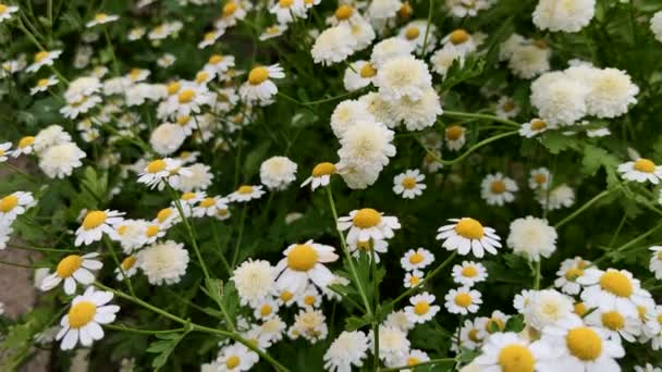 Kamomiller Fältet Sommarlandskap — Stockvideo