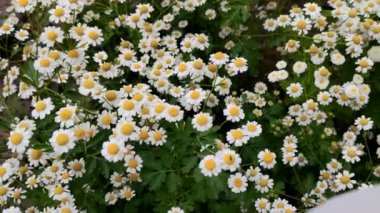 Tarlada papatya milleri. Yaz manzarası