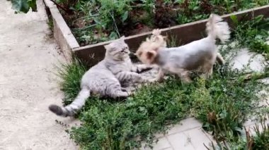 kedi ve köpek açık havada oynuyorlar.