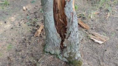 Yeşil ormandaki kırık ağaç