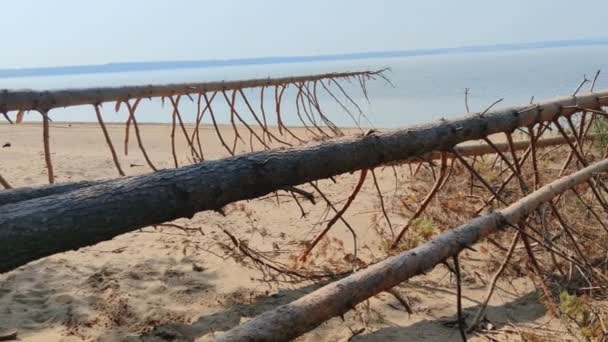 Падаюче Дерево Піщаному Пляжі — стокове відео