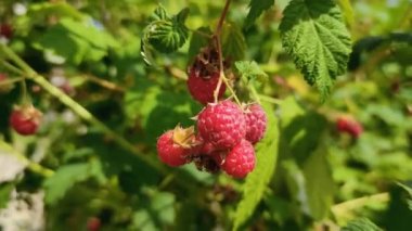 Bahçedeki ahududu çalısı. Olgun meyveler