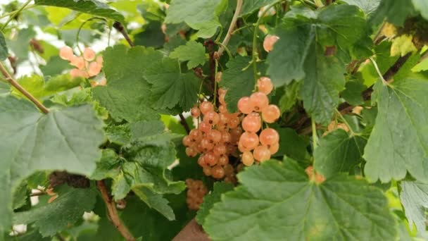 Ribes Bianco Giardino Bacche Mature — Video Stock